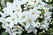 SOLANUM JASMINOIDES