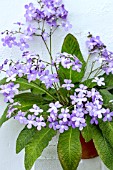 STREPTOCARPUS FALLING STARS