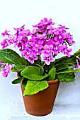 STREPTOCARPUS JESSICA