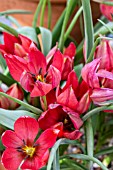 TULIPA FENNA