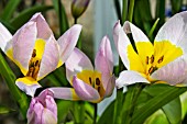 TULIPA LILAC WONDER