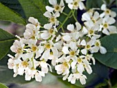 PRUNUS PADUS (BIRD CHERRY)