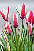 TULIPA PEPPERMINTSTICK