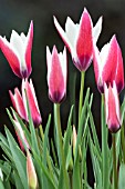 TULIPA PEPPERMINTSTICK