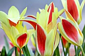 TULIPA TINKA