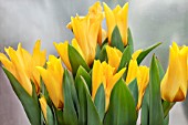 TULIPA PRAESTANS SHOGUN