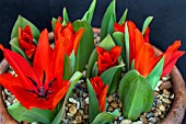 TULIPA PRAESTANS ZWANENBURG