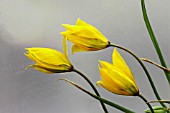 TULIPA SYLVESTRIS