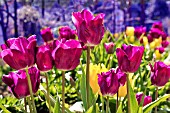 TULIPA PURPLE DREAM