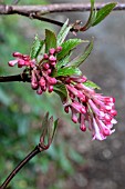 VIBURNUM X BODNANTENSE DAWN