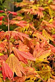 ACER SHIRASAWANUM MOONRISE