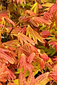 ACER SHIRASAWANUM MOONRISE