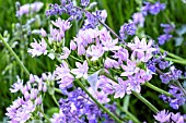 ALLIUM UNIFOLIUM & NEPETA SIX HILL GIANT