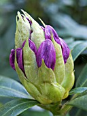 RHODODENDRON PONTICUM FLOWER BUD