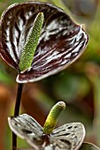 ANTHURIUM BLACK LOVE