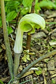 ARISAEMA RINGENS