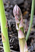 ASPARAGUS OFFICINALIS GIJNLIM