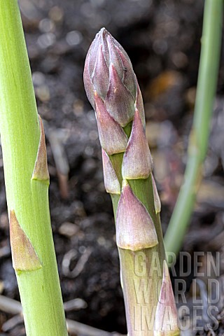 ASPARAGUS_OFFICINALIS_GIJNLIM