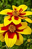 BIDENS FERULIFOLIA RED EYE