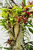 BROMELIADS