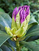 RHODODENDRON PONTICUM FLOWER BUD