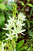 Camassia leichtlinii Alba