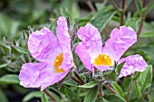 CISTUS CRETICUS