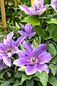 CLEMATIS VOLUNTEER (EVIPO 080)