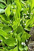 CONVALLARIA MAJALIS VARIEGATA