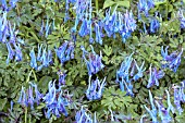 CORYDALIS FLEXUOSA CHINA BLUE