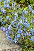 CORYDALIS FLEXUOSA CHINA BLUE