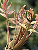 RHUS VERNICIFLUA (VARNISH TREE)