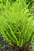 DRYOPTERIS AFFINIS