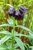 FRITILLARIA PERSICA