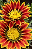 GAZANIA APACHE