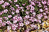 GYPSOPHILA REPENS