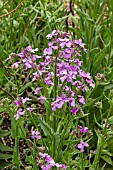 HESPERIS MATRONALIS