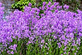 HESPERIS MATRONALIS