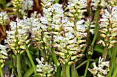 Lachenalia liliflora