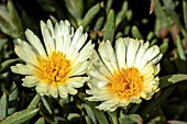 LAMPRANTHUS AURANTIACUS WHITE