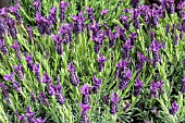 LAVANDULA REGAL SPLENDOUR