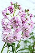 MATTHIOLA INCANA KATZ  CHERRY BLOSSOM