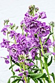 MATTHIOLA INCANA KATZ  LIGHT LAVENDER