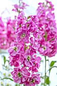 MATTHIOLA INCANA KATZ  PINK