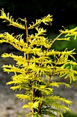 METASEQUOIA GLYPTOSTROBOIDES GOLD RUSH