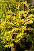 METASEQUOIA GLYPTOSTROBOIDES GOLD RUSH