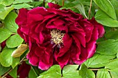 PAEONIA SUFFRUTICOSA YAGUMO