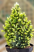 PICEA GLAUCA SUN ON THE SKY