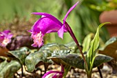 PLEIONE FORMOSANA