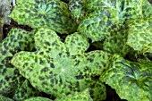 PODOPHYLLUM VERSIPELLE SPOTTY DOTTY